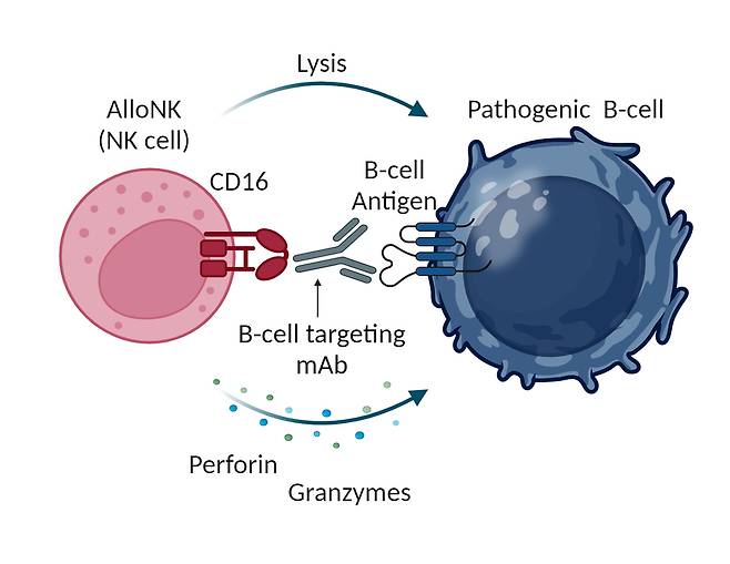 아티바의 AlloNK가 B세포 매개 자가면역질환을 치료하는 기전.(사진=아티바 바이오테라퓨틱스)