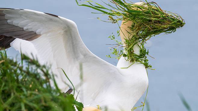 Alison Tuck, 우리 집이 안 보여요, 인기상 및 우수상/The Comedy Wildlife Photography Awards 2025