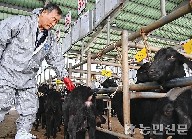 4월28일 충북 충주축산농협 가축시장에서 이민재 충주축협 조합장이 출하된 염소를 둘러보고 있다.