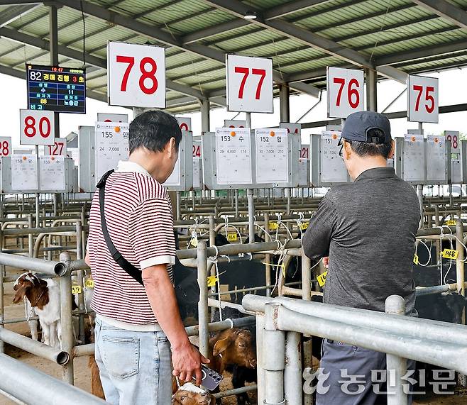 경매가 시작되기 전 참가자들이 시장에 나온 염소를 살펴보고 있다.