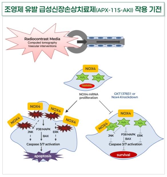 압타바이오가 개발 중인 조영제 유발 급성신장손상 예방약 APX-115-AKI의 작용기전 (자료=압타바이오)