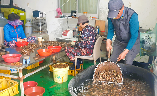 지난 28일 경남 창원시 마산합포구 진동면 한 어가 작업장에서 어민들이 채취한 미더덕을 손질하고 있다. 김정훈 기자