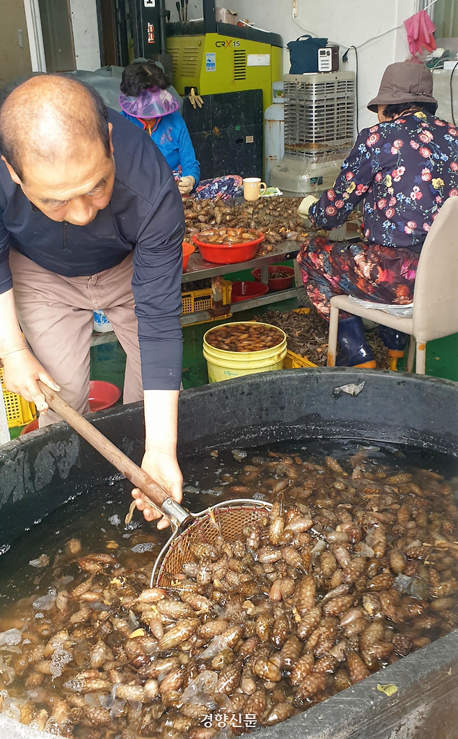 지난 28일 경남 창원시 마산합포구 진동면 한 어가 작업장에서 어민들이 채취한 미더덕을 손질하고 있다. 김정훈 기자