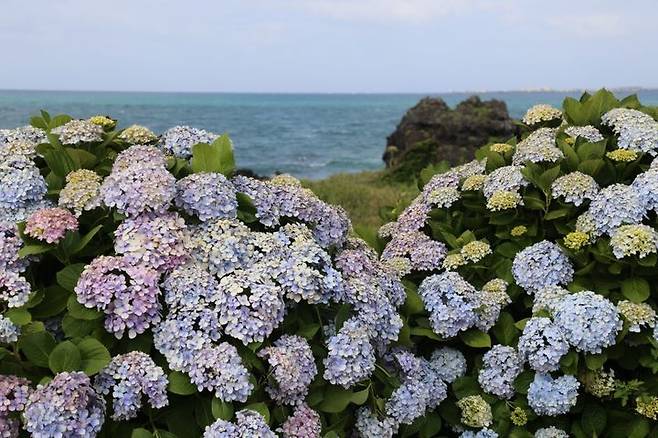 제주 제주시 ‘종달리 해안도로’의 수국. (사진=제주 제주시) *재판매 및 DB 금지