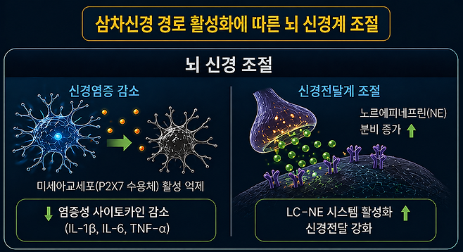 삼차신경 활성화에 따른 뇌 신경계 조절 이미지. 한국한의학연구원 제공