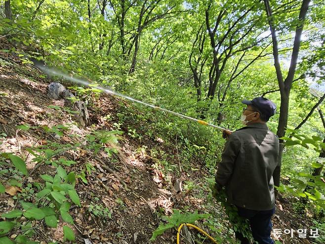 6일 인천 계양산에서 삼육대와 국립생물자원관 연구진이 러브버그(붉은등우단털파리) 유충에 선택적으로 작용하는 미생물 살충액을 살포하고 있다.
인천=공승배 기자 ksb@donga.com