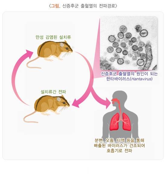 국내형 바이러스(한탄바이러스·서울바이러스)의 질환인 신증후군출혈열의 전파경로 (자료 질병관리청 국가건강정보포털)
