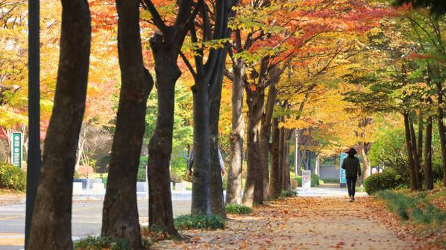 가을철 시민들이 가장 많은 찾는 청사로 산책길. 과천시 제공