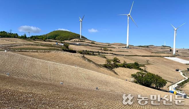 씨스트선충 확산을 막고자 5월초 비훈증제를 처리한 강원 태백 ‘매봉산 고랭지 재배단지’의 13일 모습.