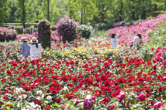 삼성물산 리조트부문이 운영하는 에버랜드는 오는 22일부터 6월 21일까지 ‘장미축제(Rose Festival)’를 개최한다. 올해 장미축제는 ‘유럽 호텔에서 보내는 로맨틱한 휴가’ 감성을 전면에 내세우며 로즈가든 전체를 하나의 체험형 공간으로 꾸민 것이 특징이다.