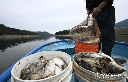 19일 인제군 남면 소양호 상류 일원에서 어민이 붕어 폐사체를 건져올리고 있다. 강원대 환경연구소 부설 어류연구센터산학협력단은 강바닥에 쌓인 다량의 유기물이 분해되는 과정에서 발생한 황화수소가 저층수에 고농도로 생성된 것을 확인했으며, 오염 농도는 기준치의 100배를 초과했다고 밝혔다. 신세희기자