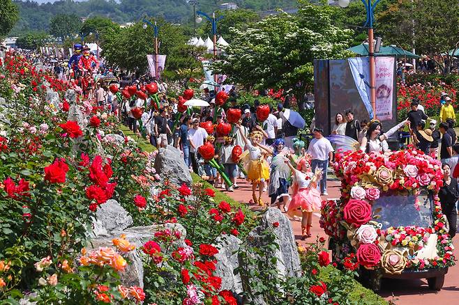 ▲ ‘2026 삼척 장미축제’가 동해안 최대 장미꽃 단지인 삼척 오십천 장미공원에서 지난 19~25일 일주일간 ‘삼척 장미나라의 탄생’을 주제로 성황리에 열렸다.