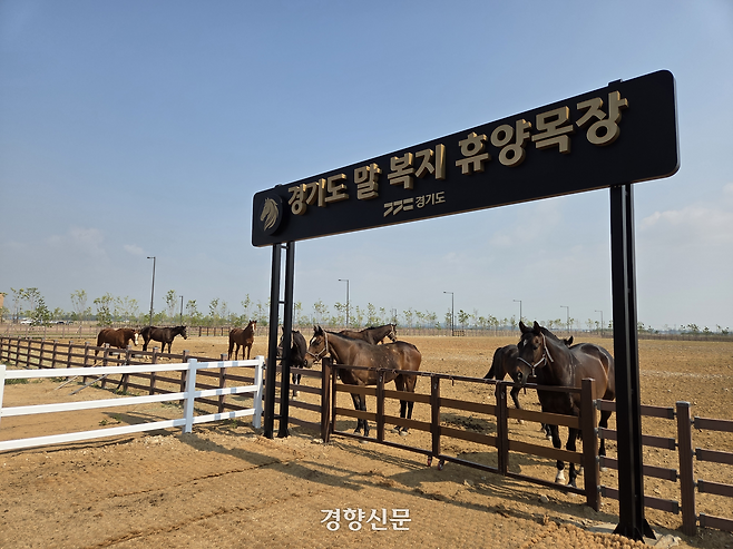지난 13일 경기 화성시 마도면의 경기도 말 복지 휴양목장에서 말들이 휴식을 취하고 있다. 김태희기자