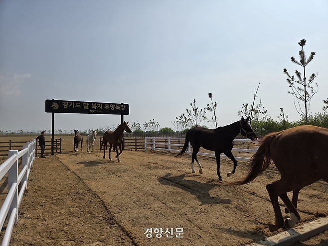 지난 13일 경기 화성시 마도면의 경기도 말 복지 휴양목장에서 말들이 달려가고 있다. 김태희기자