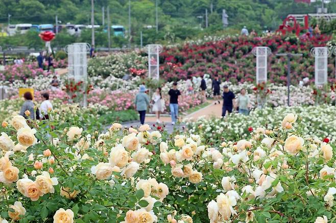 ‘2026 임실N장미축제’가 개막한 28일 전북 임실치즈테마파크 장미원을 찾은 관람객들이 형형색색으로 핀 장미꽃을 감상하며 발걸음을 옮기고 있다. 임실군 제공
