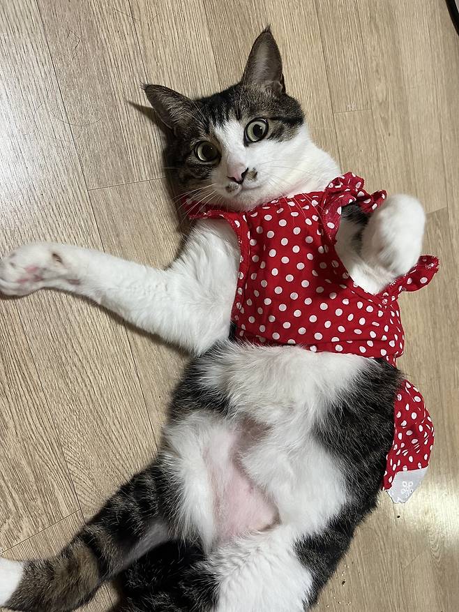 호기심 많고 적응력이 좋은 꼬복이(나비야사랑해 제공) ⓒ 뉴스1