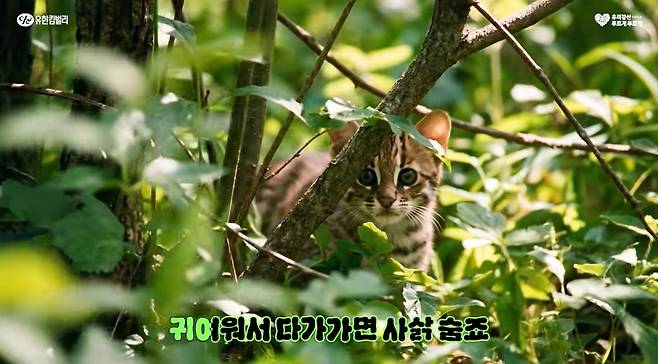 화제를 모은 유한킴벌리의 광고 영상 (유한킴벌리 유튜브 캡처)
