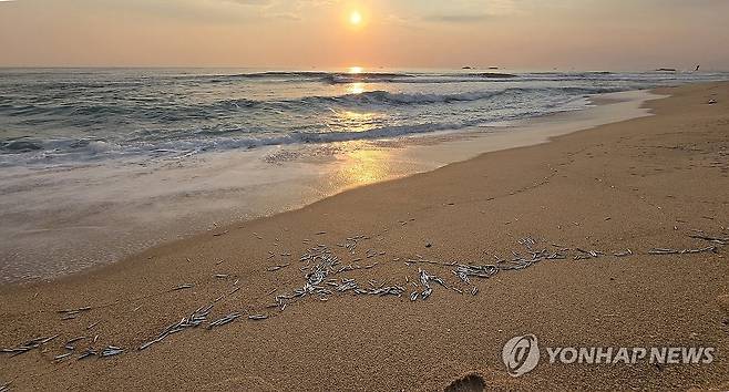 경포해변 멸치떼, 매년 반복되는 동해안 진풍경 (강릉=연합뉴스) 유형재 기자 = 10일 이른 아침강원 강릉시 경포해수욕장 백사장에 파도에 밀려 나와 죽은 멸치떼가 곳곳에서 대량으로 발견돼 눈길을 끌고 있다. 2026.6.10 yoo21@yna.co.kr