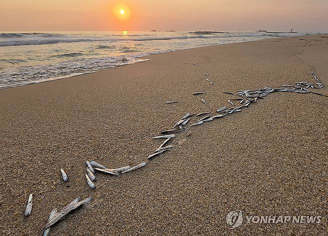 경포해변 밀려온 은빛 멸치떼 (강릉=연합뉴스) 유형재 기자 = 10일 이른 아침강원 강릉시 경포해수욕장 백사장에 파도에 밀려 나와 죽은 멸치떼가 곳곳에서 대량으로 발견돼 눈길을 끌고 있다. 2026.6.10 yoo21@yna.co.kr