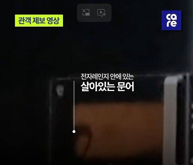 제45회 국제현대무용제(MODAFE 2026) 공연작에서 살아있는 낙지와 문어를 활용한 연출로 동물학대 논란에 휩싸였다. 사진 케어 홈페이지 캡처
