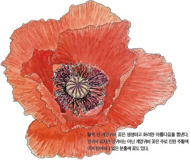 우리 주변 식물들의 비밀 이야기 75 개양귀비