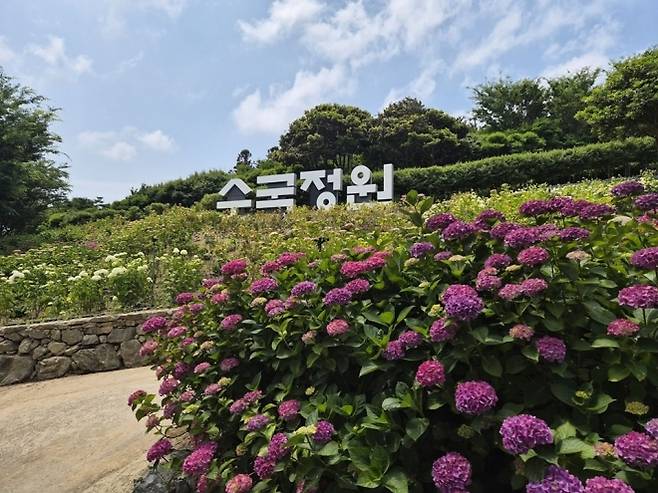 전남 신안군 도초 수국정원. 신안군은 이곳에서 오는 6월 19일부터 28일까지 열흘간 ‘2026 섬 수국축제’를 개최한다. (신안군 제공)