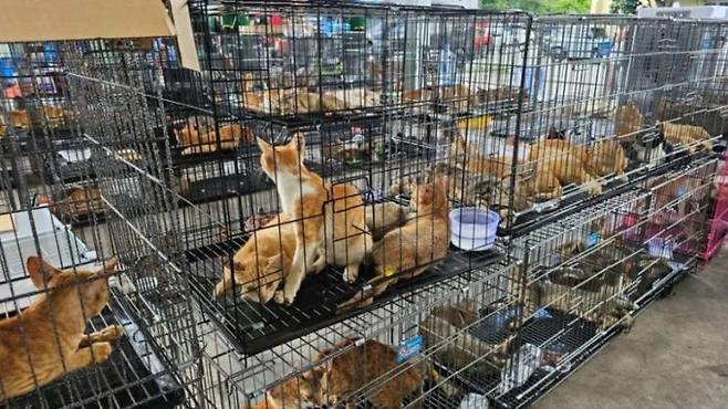 베트남에서 구조된 고양이. 휴메인 월드 포 애니멀스