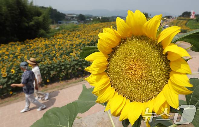 무더위가 기승을 부린 29일 제14회 강주해바라기축제가 열리고 있는 경남 함안군 법수면 강주해바라기마을을 찾은 관광객들이 해바라기를 구경하고 있다. 2026.6.29 ⓒ 뉴스1 윤일지 기자