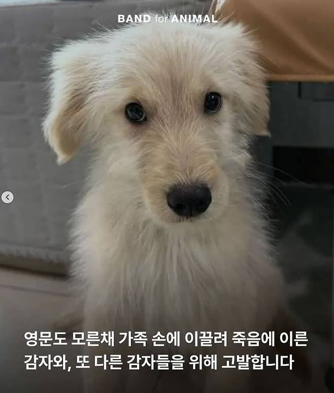 사진 동물보호연대 인스타그램 캡처