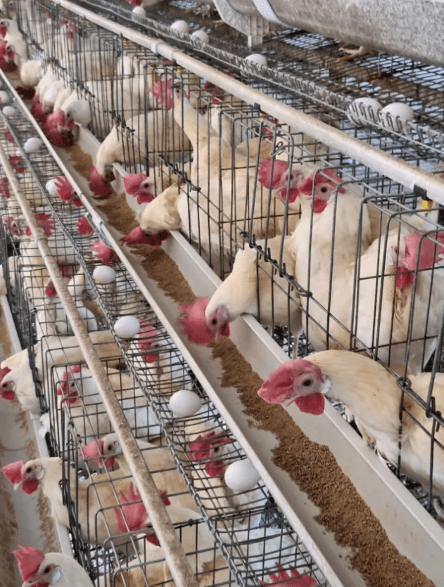 움직일 수 없는 공간에서 사육되는 닭 (사진 Ashin/Humane World for Animals)/뉴스펭귄