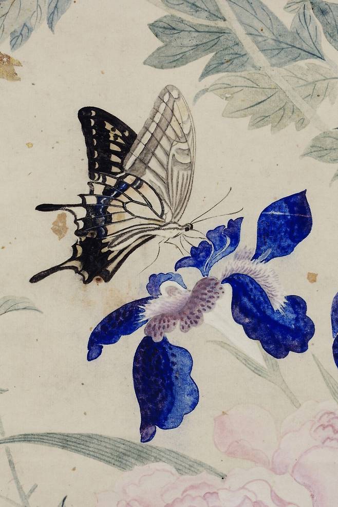 조선 최고의 나비 학자 남계우(1811~1888)가 그린 ‘화접도’의 일부. 산호랑나비가 붓꽃에 올라 앉아 있다. 국립중앙박물관 소장. 위즈덤하우스 제공