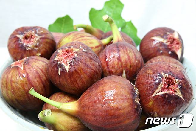 영암 무화과 (영암군 제공. 재판매 및 DB금지) ⓒ 뉴스1 김태성 기자