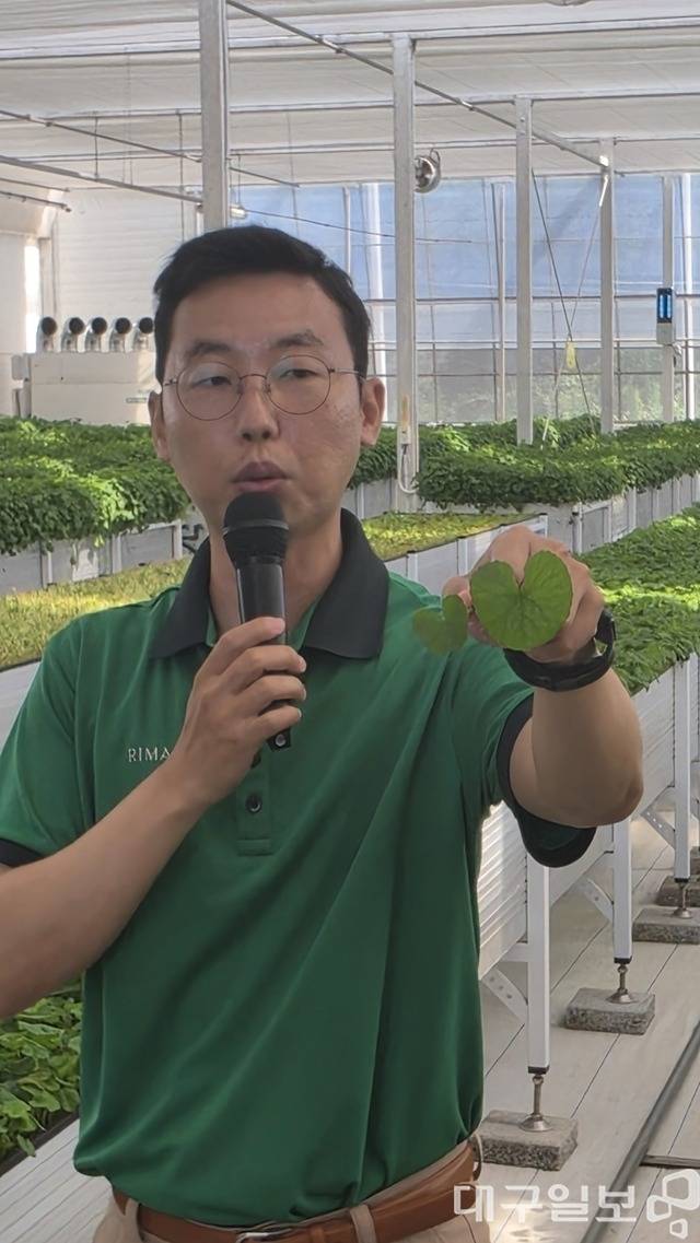 리만코리아의 원료 연구·생산을 담당하는 에스크베이스 병풀연구팀 소속 김정환 책임연구원이 지난 14일 제주시 구좌읍 '리만팜'에서 일반 병풀(왼쪽)과 자이언트 병풀에 차이점에 대해 설명하고 있다. 권영진 기자