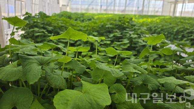 리만코리아의 제품에 사용되고 있는 자이언트 병풀 모습이다. 권영진 기자