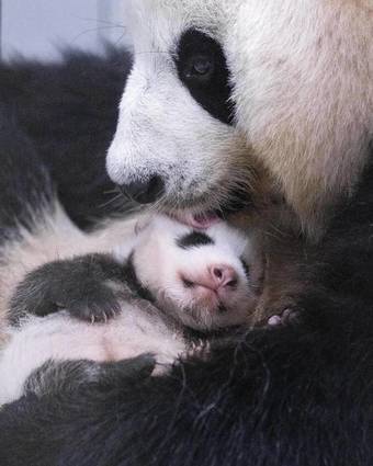 에버랜드가 생후 50일째를 맞은 막둥이 아기 판다의 근황을 23일 공개했다. 국내 세 번째 자연 번식으로 태어난 판다 가족의 넷째 아기 판다는 최근 양쪽 눈을 모두 떴고, 몸무게가 출생 당시(171g)보다 약 13배 증가하는 등 건강하게 자라고 있다. (삼성물산 리조트부문 제공. 재판매 및 DB금지) 2026.7.23 ⓒ 뉴스1