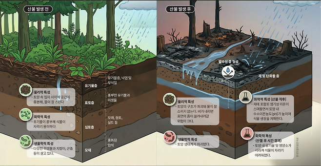 산불은 땅 위의 나무를 태울 뿐 아니라 땅속 토양의 특성까지 뒤바꿔 놓는다. 이런 변화로 인해 산불이 난 곳에 집중호우가 쏟아지면 산사태 발생 확률이 높아진다. 산불 발생 전후 토양의 변화를 그림으로 나타냈다. 한국지질자원연구원 제공