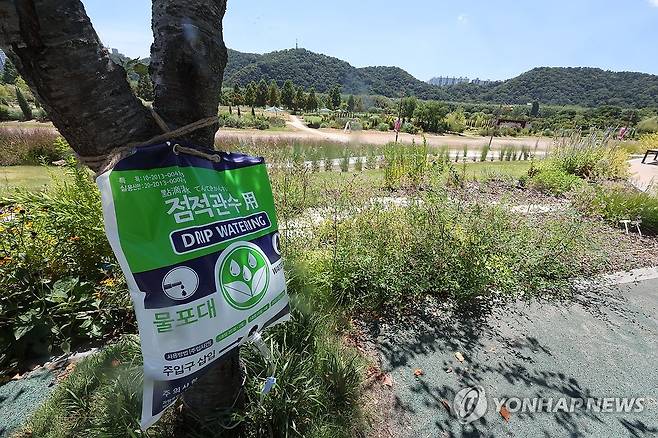 방문객 없는 태화강 국가 정원 (울산=연합뉴스) 장지현 기자 = 울산 전역에 폭염 중대경보가 발효된 1일 오후 울산 중구 태화강 국가 정원이 방문객 없이 한산하다. 2026.8.1 jjang23@yna.co.kr