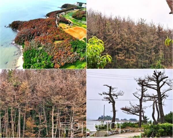 ▲충남 태안군 남면 몽산리 산 89 일원 바닷가 해송과 몽산1리 야산 곳곳에 빽빽하게 서 있는 소나무와 노송들이 소나무재선충병에 감염돼 푸른빛을 잃고 붉게 말라버려 '녹색 죽음' 의 무덤으로 변해버렸다. /사진-태안군프레스협회(편집 류석만 기자)