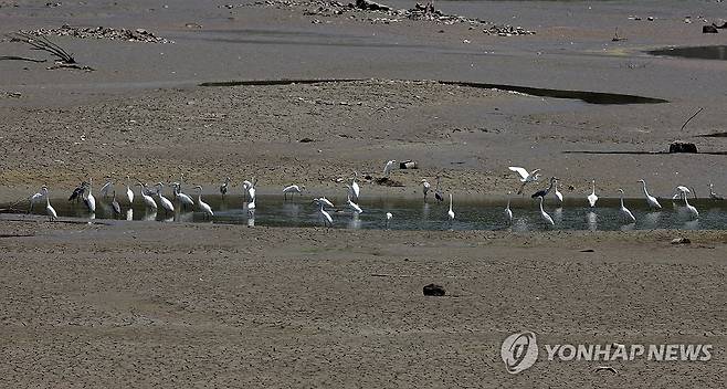 간신히 남은 물웅덩이 (경주=연합뉴스) 김현태 기자 = 2일 경북 경주시 안강읍 하곡저수지가 대부분 바닥이 드러난 채 메말라가고 있다. 농어촌정보 포털서비스에 따르면 인근 976㏊의 논밭에 물을 대는 하곡지의 이날 기준 저수량은 총저수량의 10%에도 못 미친다. 경주에는 최근 폭염이 이어지고 있으며 이날도 폭염 중대경보가 내려졌다. 2026.8.2 mtkht@yna.co.kr