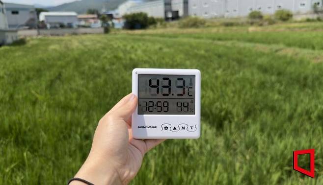 3일 경남 양산시 상북면의 한 논에서 기자가 직접 온도계를 들고 측정한 기온이 43.3도를 기록했다. 박호수 기자
