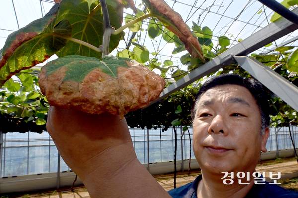 6일 비닐하우스에서 다래를 키우는 인천시 남동구의 한 농장에서 관계자가 폭염 영향으로 타들어 가는 잎을 보여주고 있다. 2026.8.6 /김용국기자 yong@kyeongin.com