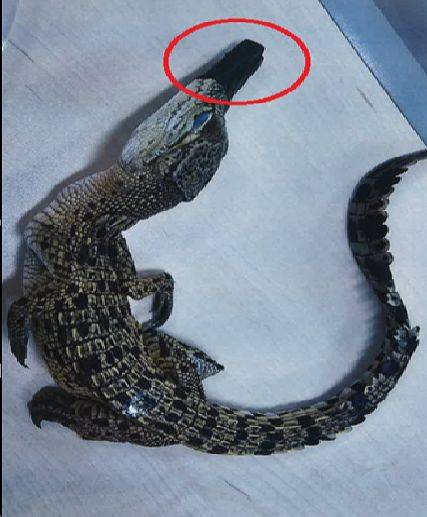 검찰이 수사 과정에서 압수한 야생동물. 악어가 소리를 내지 않도록 입을 결박한 모습이다. 사진 서울동부지검