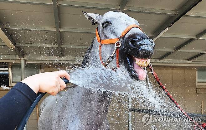 시원하다 (과천=연합뉴스) 홍기원 기자 = 폭염이 이어진 5일 경기도 과천시 렛츠런파크 서울에서 말이 관계자가 뿌려주는 물을 맞으며 더위를 식히고 있다. 2026.8.5 xanadu@yna.co.kr