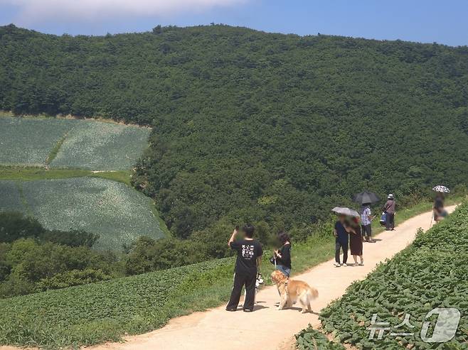 7일 강원 강릉시 왕산면 안반데기 배추밭 산책길에서 관광객들이 양산을 쓰고 걸으며 한여름 고랭지 풍경을 즐기고 있다.