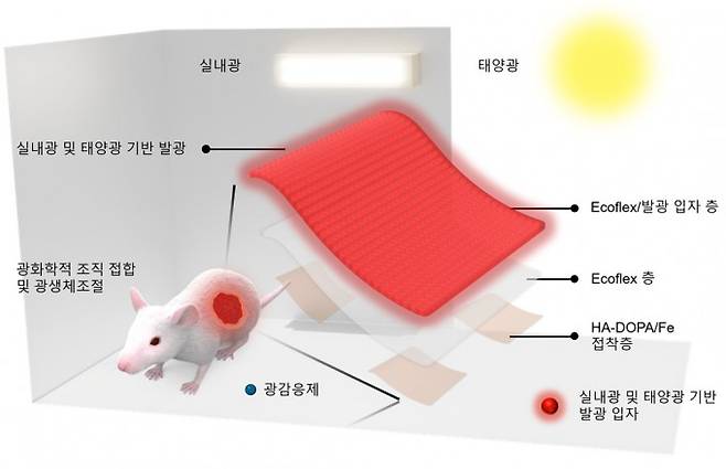 실내등과 햇빛으로 활성화된 신축성 발광 패치가 적색광을 방출해 상처 접합과 조직 재생을 촉진하는 모식도. 포스텍 제공