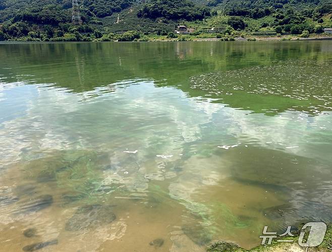 14일 경남 창녕군 길곡면 길곡수변 생태공원 인근 낙동강 수면 위로 녹조가 떠 있다.2026.08.14/뉴스1 강미영기자