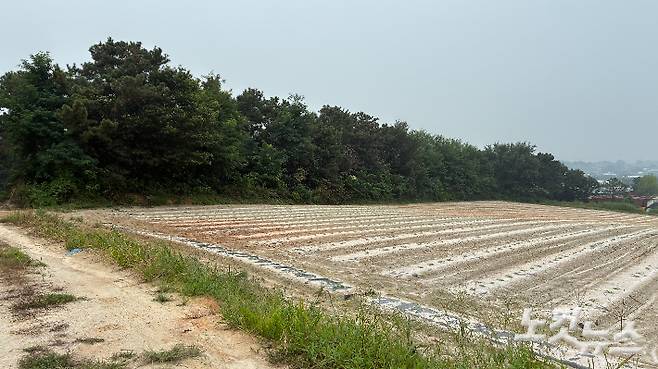 지난 7일 더위로 인한 휴식을 요청한 뒤 실종됐다 숨진채 발견된 라오스 국적 계절노동자 A(38)씨가 근무한 경기 여주시 마래리의 한 호박밭. 김수진 기자