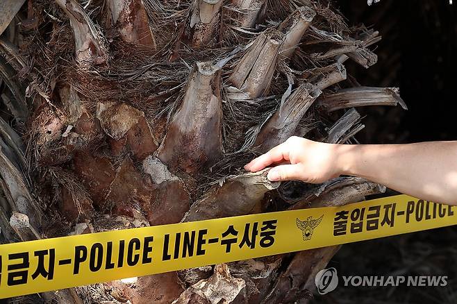 쉽게 꺾이는 베어낸 야자 줄기 (제주=연합뉴스) 박지호 기자 = 26일 제주시 한림읍의 장기실종자 장미란씨 시신이 발견된 야자수농장의 베어낸 야자 줄기가 손으로 쉽게 꺾이고 있다. 2026.8.26 jihopark@yna.co.kr