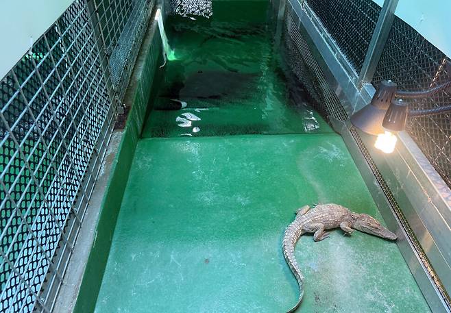 충남 서천 국립생태원 ‘사이테스(CITES) 동물 보호시설’에서 보호 중인 멸종위기 1급 샴악어. 지난 7월 경기 여주시 소양천에서 발견됐다. 김지숙 기자