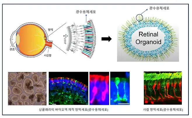 싱귤래리티바이오텍이 개발 중인 망막 오가노이드 현황. 사진=싱귤래리티바이오텍 제공